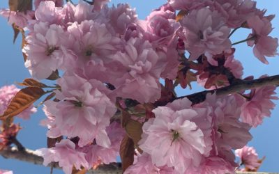 Ich wünsche Ihnen frohe Ostern !